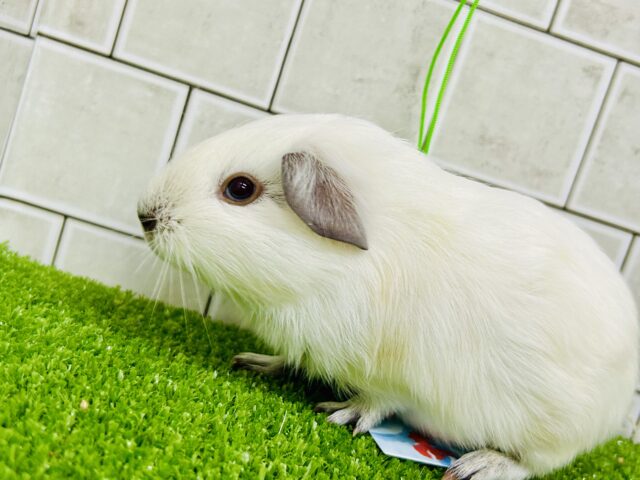 ロシアンスモークモルモット