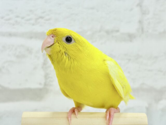 サザナミインコ