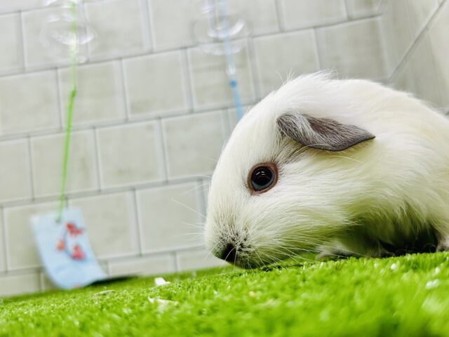 ロシアンスモークモルモット