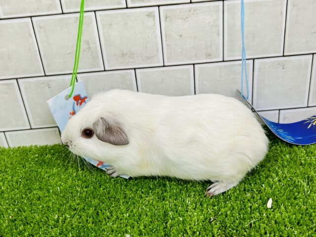 ロシアンスモークモルモット