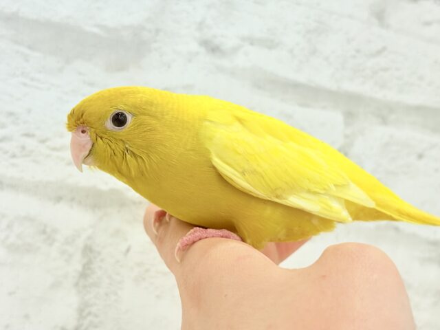 サザナミインコ