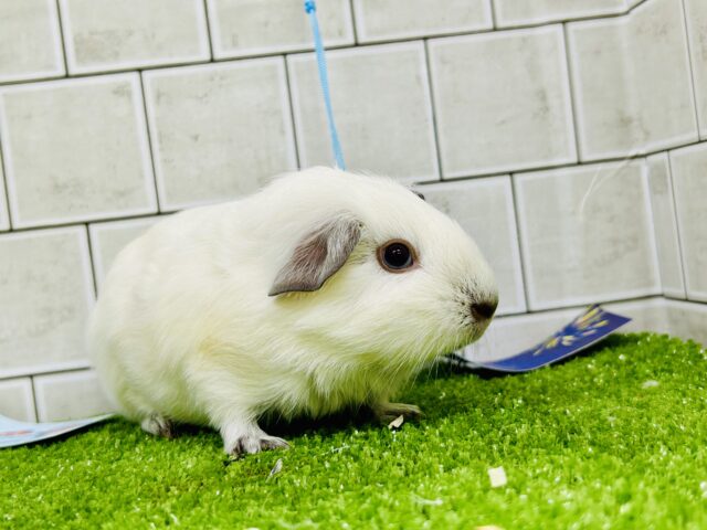 ロシアンスモークモルモット