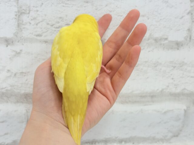 サザナミインコ