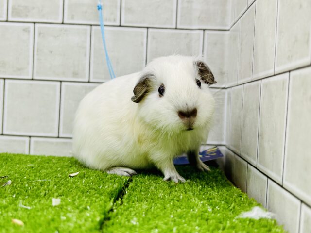 モクモクいぶされちゃった？？大福ボディ　ロシアンスモークモルモット