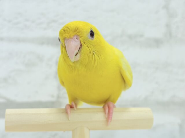サザナミインコ