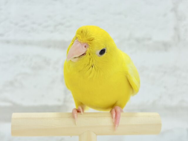 サザナミインコ