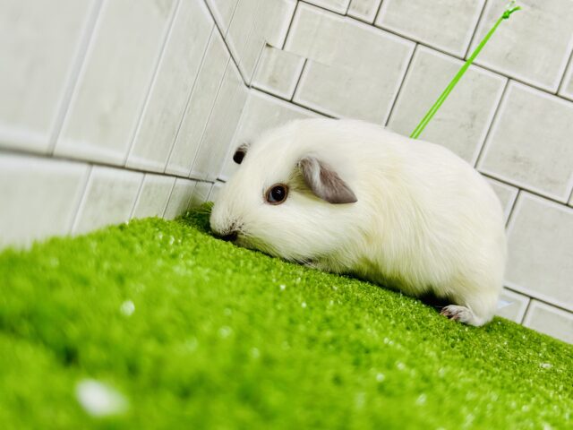 ロシアンスモークモルモット