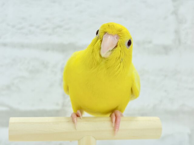 サザナミインコ