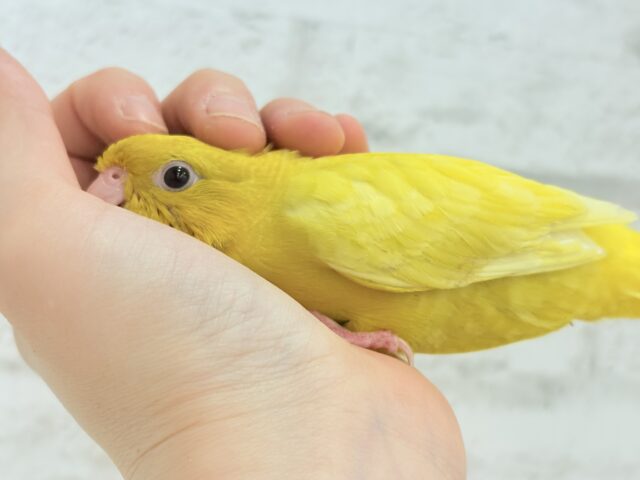 サザナミインコ