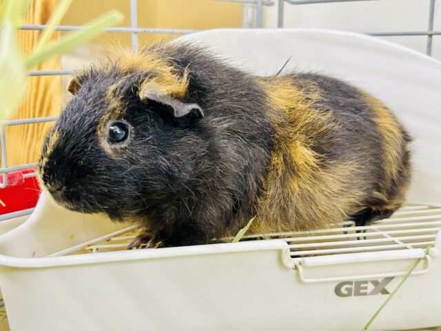 テディモルモット