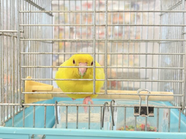サザナミインコ