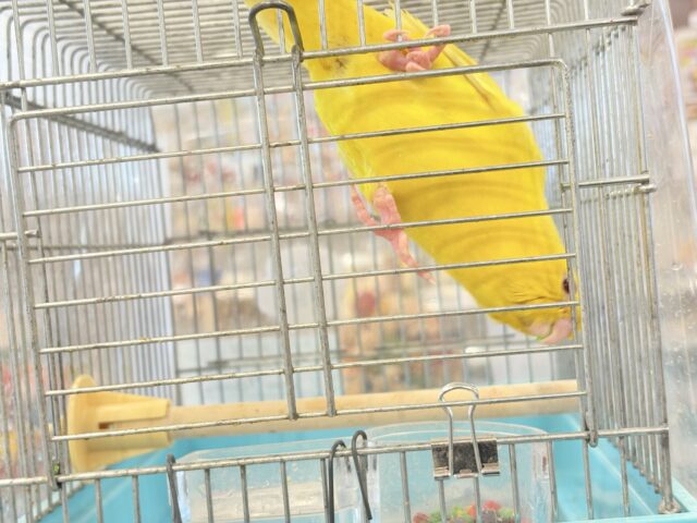 サザナミインコ