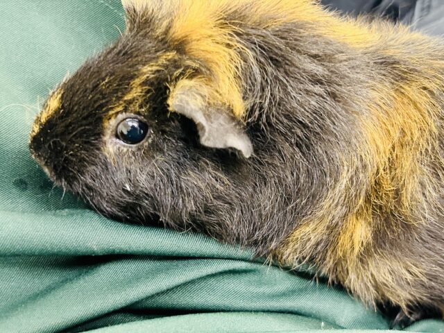 テディモルモット