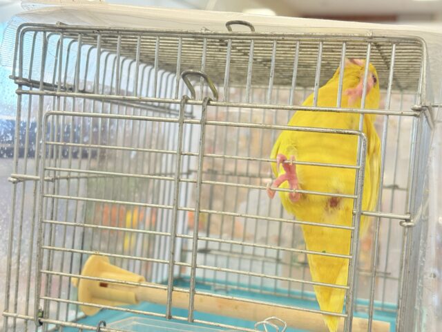 サザナミインコ