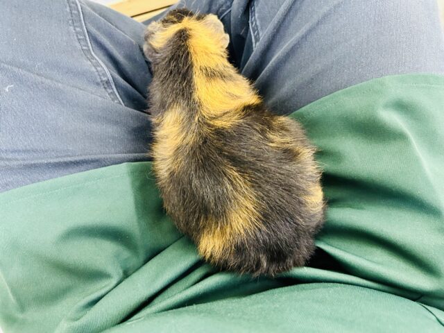 テディモルモット