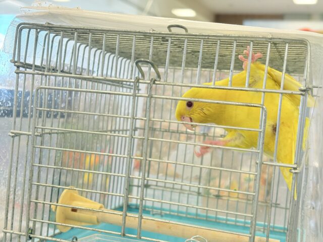 サザナミインコ