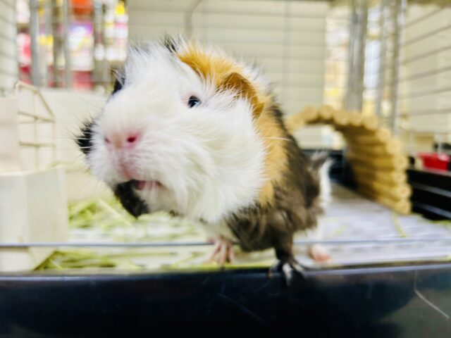 アビシニアンモルモット