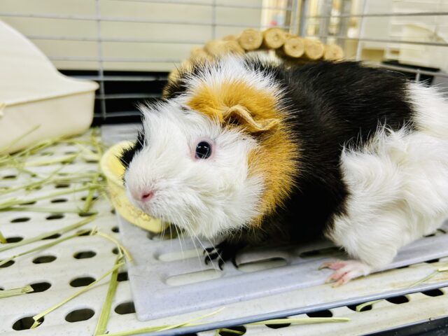 アビシニアンモルモット