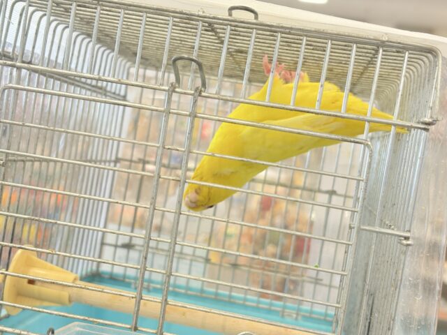 サザナミインコ