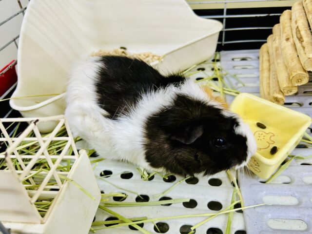 アビシニアンモルモット