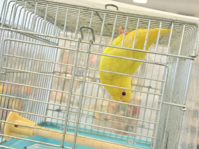 サザナミインコ
