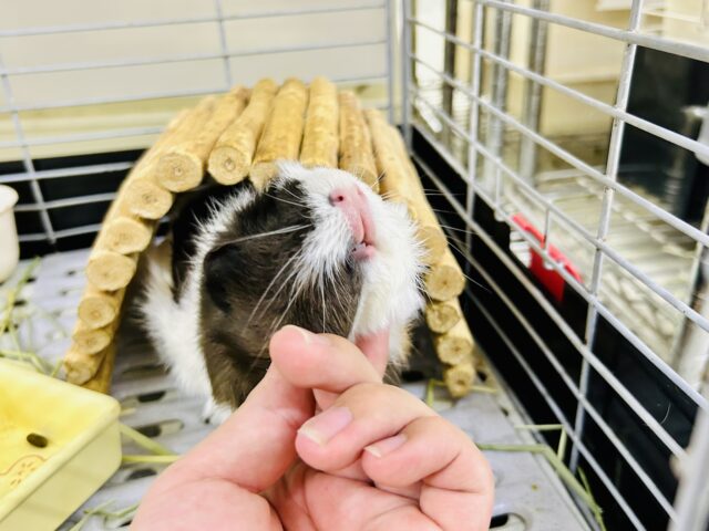 アビシニアンモルモット