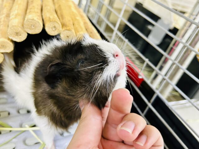 【最新画像更新☆☆】実はカキカキできちゃう！？　アビシニアンモルモット