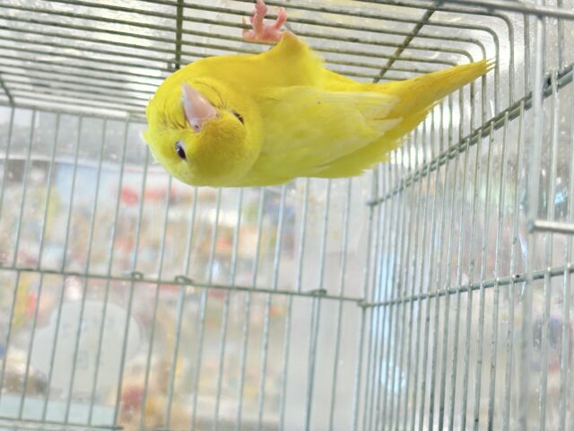 サザナミインコ