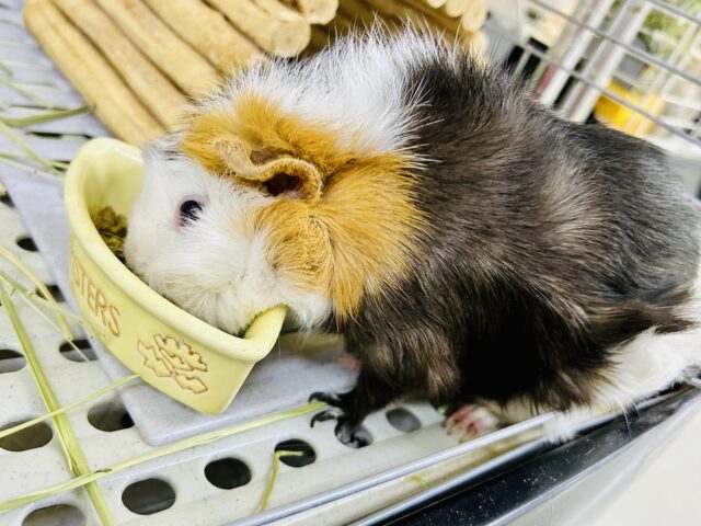 アビシニアンモルモット