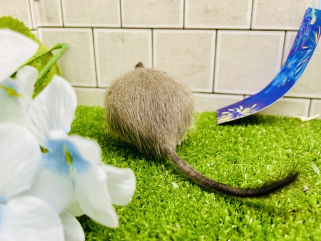 ちゅ~ちゅ~お話上手な甘えんぼさん♪♪ デグー デグー