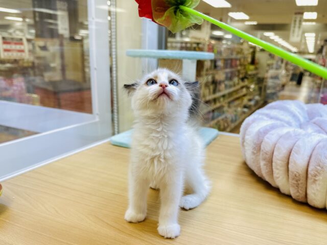 甘々✩࿐⋆*ラグドール女の子 ラグドール