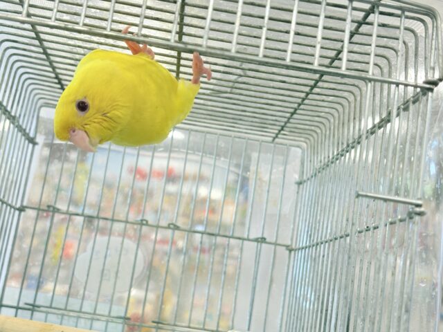 サザナミインコ