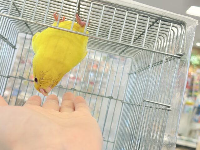 サザナミインコ