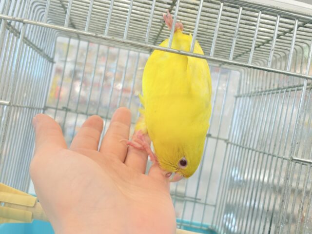 サザナミインコ