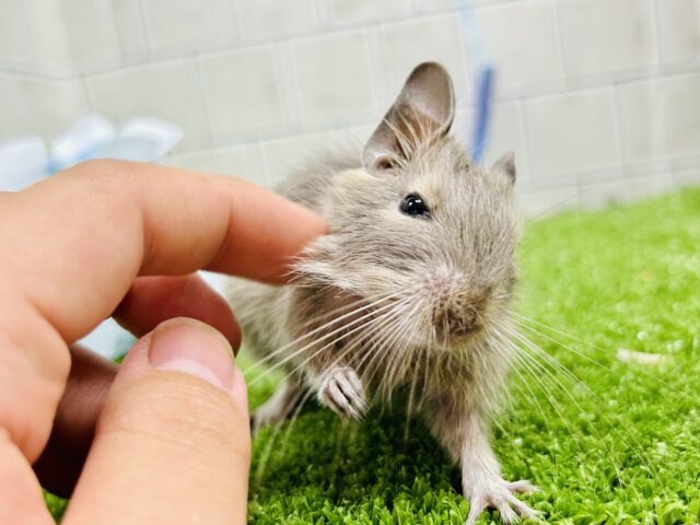 ちゅ~ちゅ~お話上手な甘えんぼさん♪♪ デグー デグー