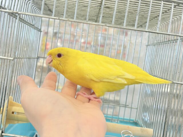 サザナミインコ