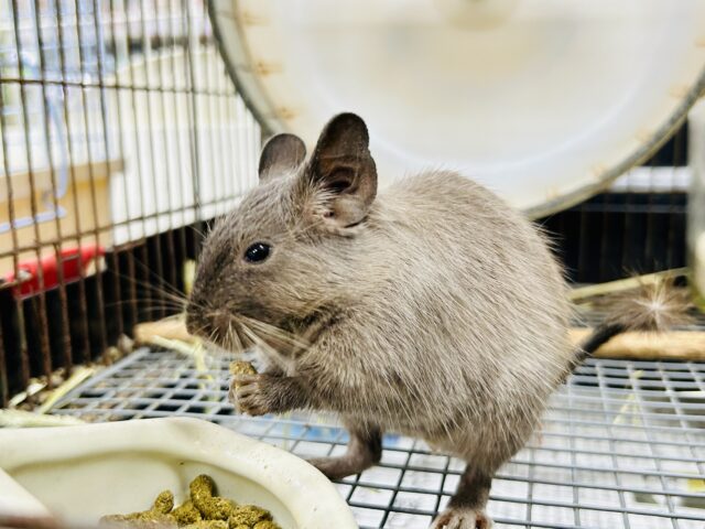 【最新画像更新☆☆】圧倒的花より団子！！　デグー