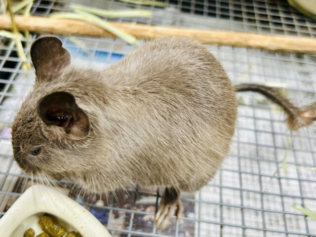 【最新画像更新☆☆】圧倒的花より団子!! デグー デグー