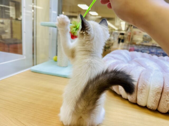 甘々✩࿐⋆*ラグドール女の子 ラグドール