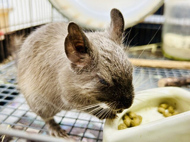 【最新画像更新☆☆】圧倒的花より団子!! デグー デグー