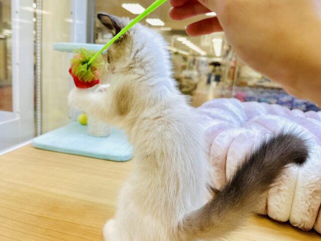 甘々✩࿐⋆*ラグドール女の子 ラグドール