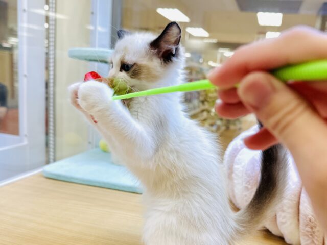 甘々✩࿐⋆*ラグドール女の子 ラグドール