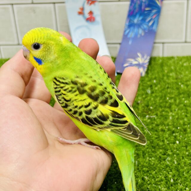 セキセイインコ