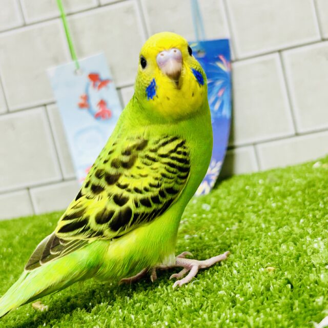 セキセイインコ