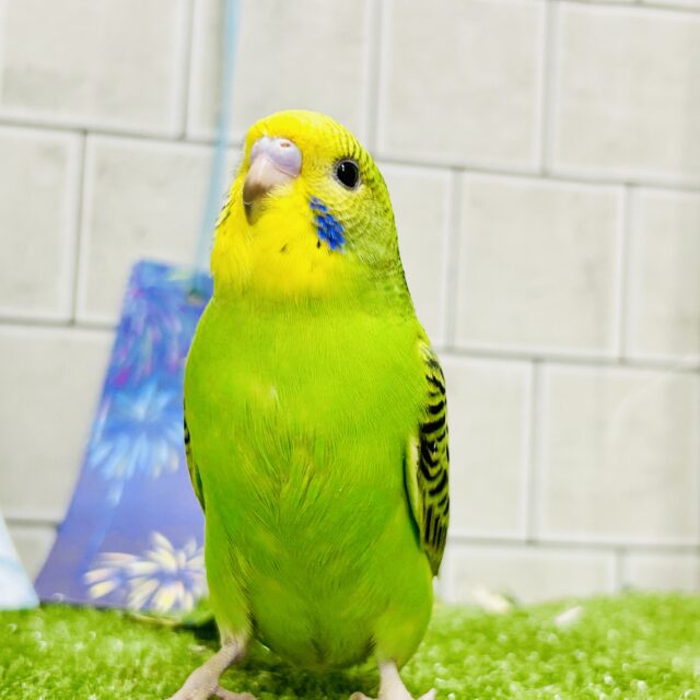 ✨最新画像✨ﾓｼﾓｼ💭‪💚森の中の小さな笹やき‪🎋⟡.*‬セキセイインコ(グリーンオパーリン/2025年5月生まれ)