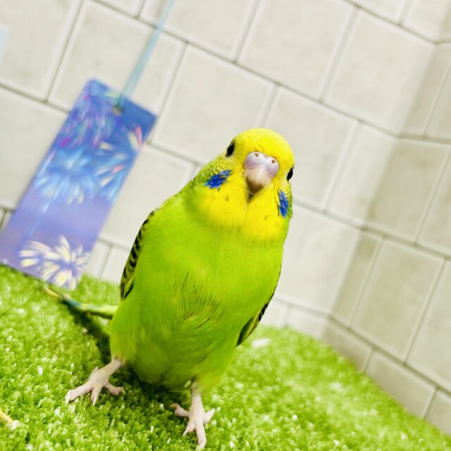 セキセイインコ