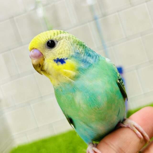 【最新画像更新☆☆】ミントも開花？！🌱⟡.*てってけ𝕤𝕡𝕒𝕣𝕜𝕝𝕚𝕟𝕘❕🌟セキセイインコ(パステルレインボーオパーリン/2025年5月生まれ)