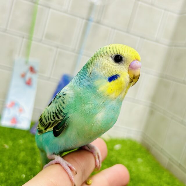 セキセイインコ