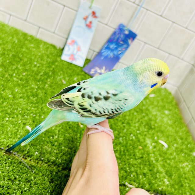 セキセイインコ