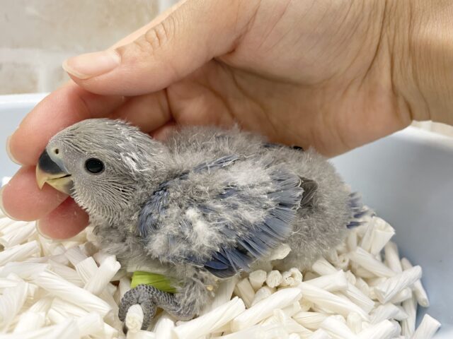 コザクラインコ（小桜インコ）